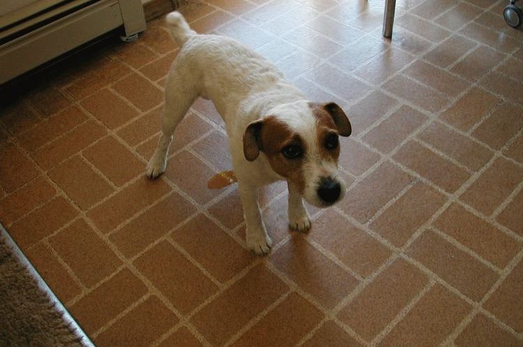 El perro hace sus necesidades en casa