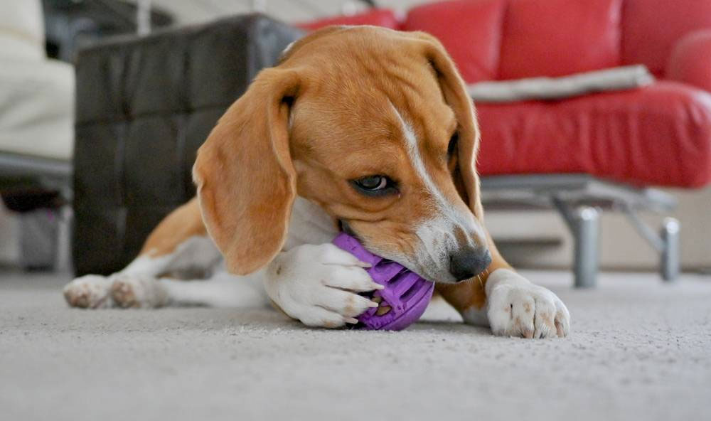 Los juguetes para perros: una forma eficaz de evitar objetos estropeados