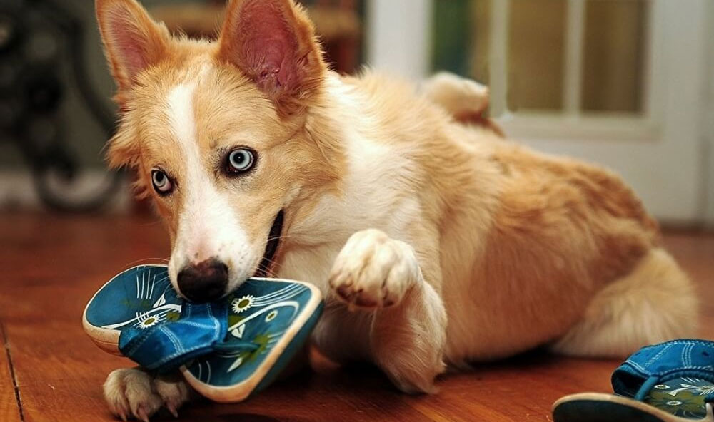 Cómo evitar que el perro muerda objetos