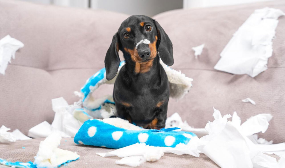 El perro roe objetos en ausencia del dueño: cómo combatirlo