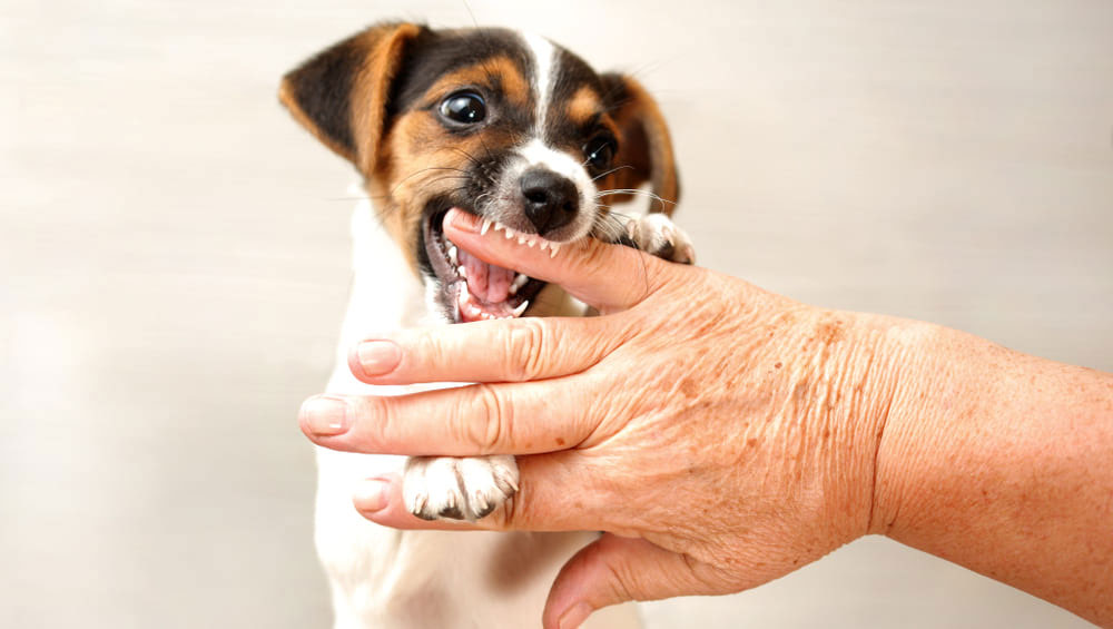 Por qué el cachorro roe todo y muerde