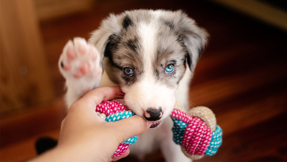 Qué juguetes comprar para que el perro se rasque los dientes
