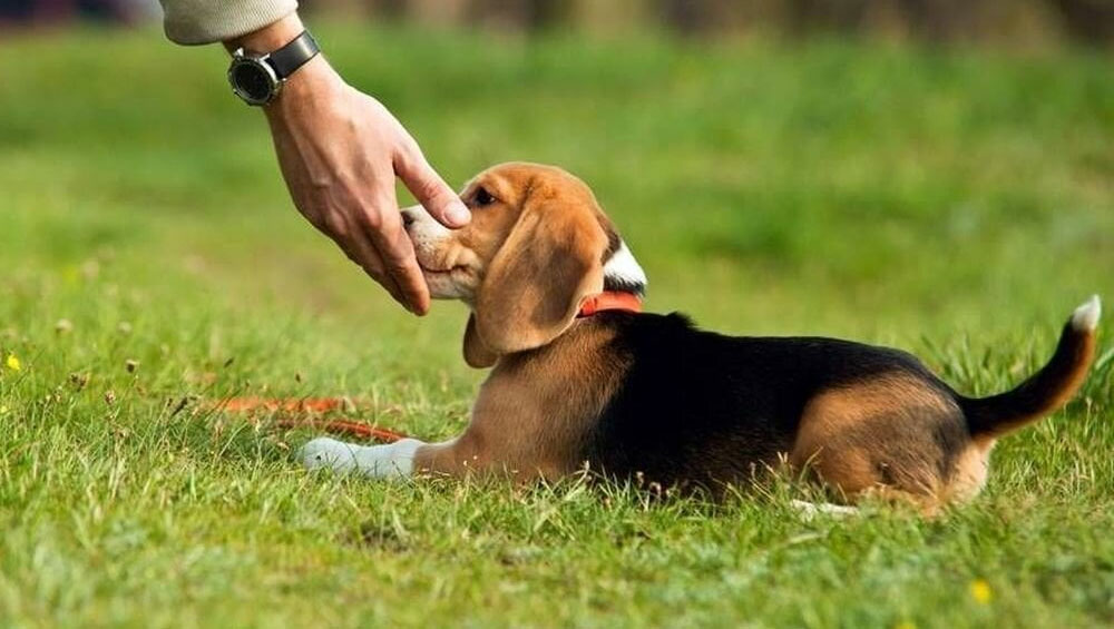 Adiestramiento del cachorro para preservar sus pertenencias en el hogar