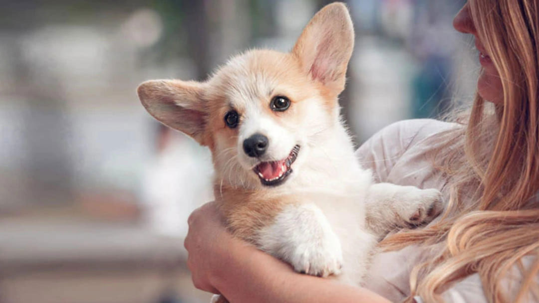 ¿A qué edad enseñar a un cachorro a no recoger del suelo?