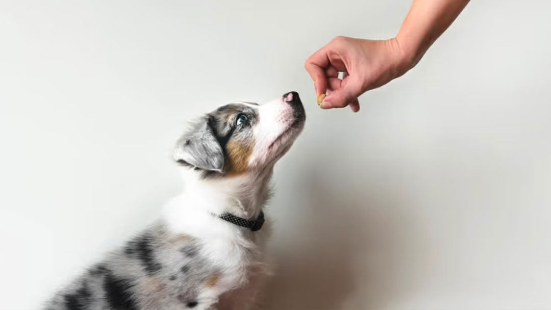 Enseñamos al perro a no recoger del suelo