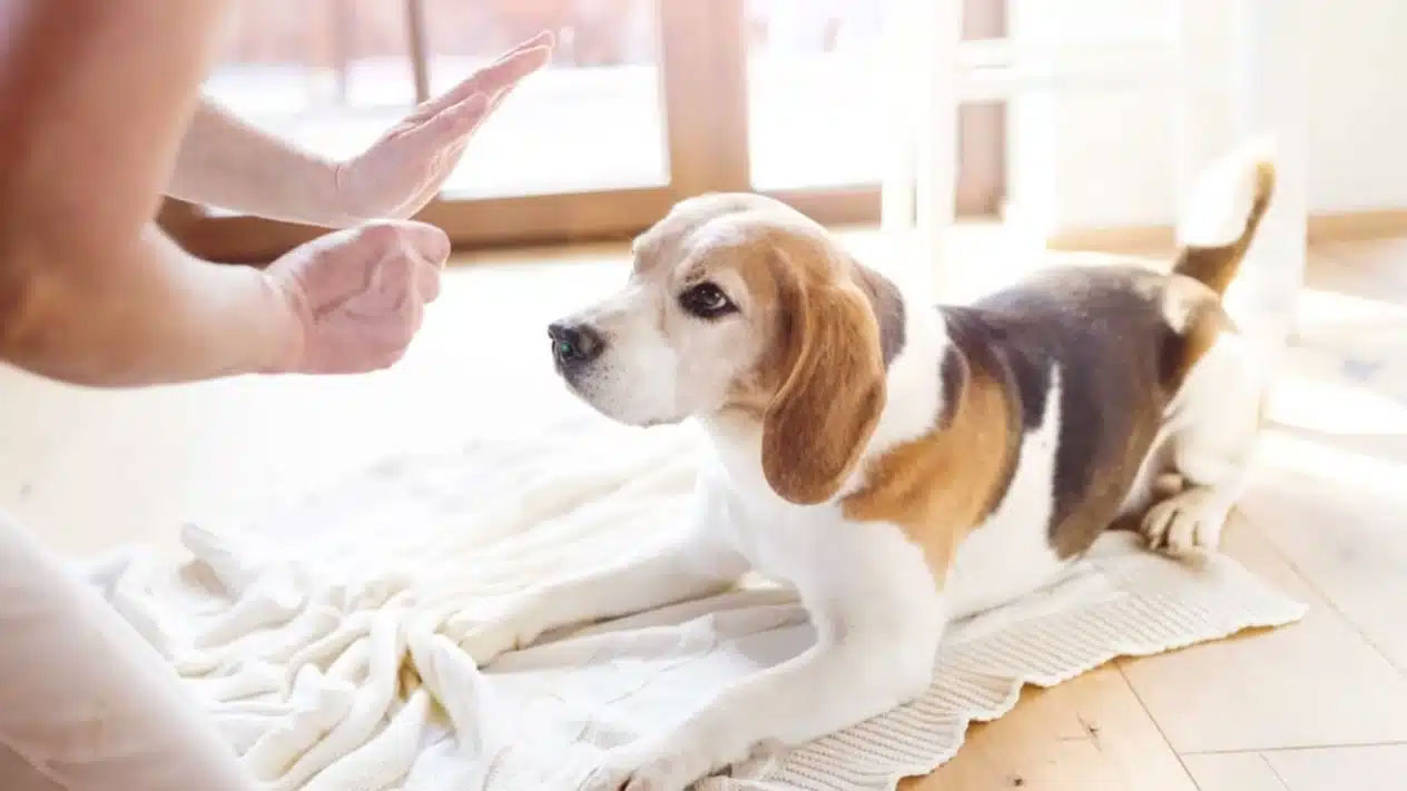 Cómo enseñar al perro a no pedir comida
