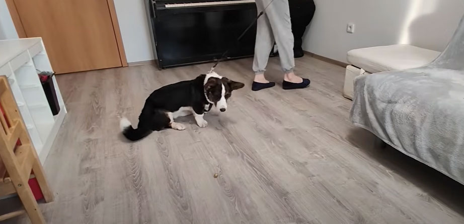 Cómo enseñar al perro a no recoger del suelo