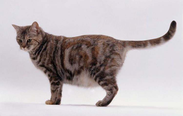 Gata embarazada