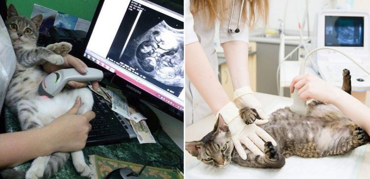 Se realiza una ecografía a una gata preñada