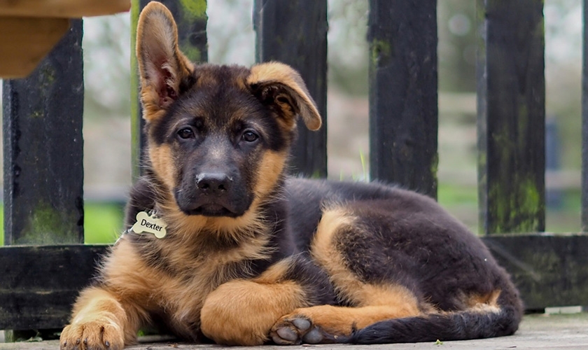 Cachorro de pastor alemán