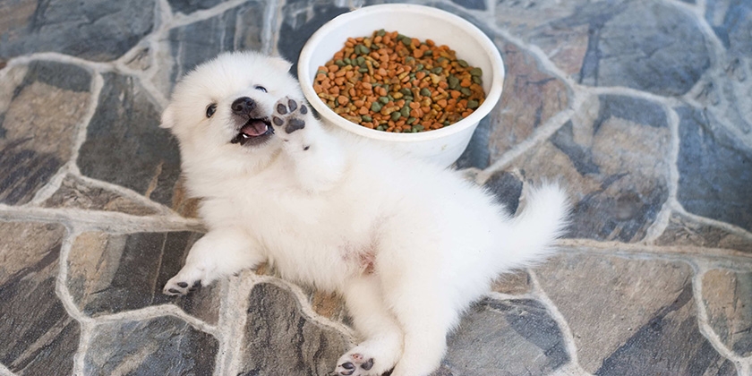 Cachorro de spitz y alimentación