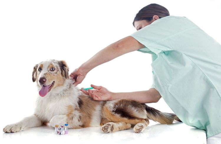 Cómo vacunar a un perro