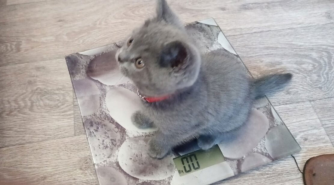 Cómo pesar un gato en una báscula doméstica de suelo