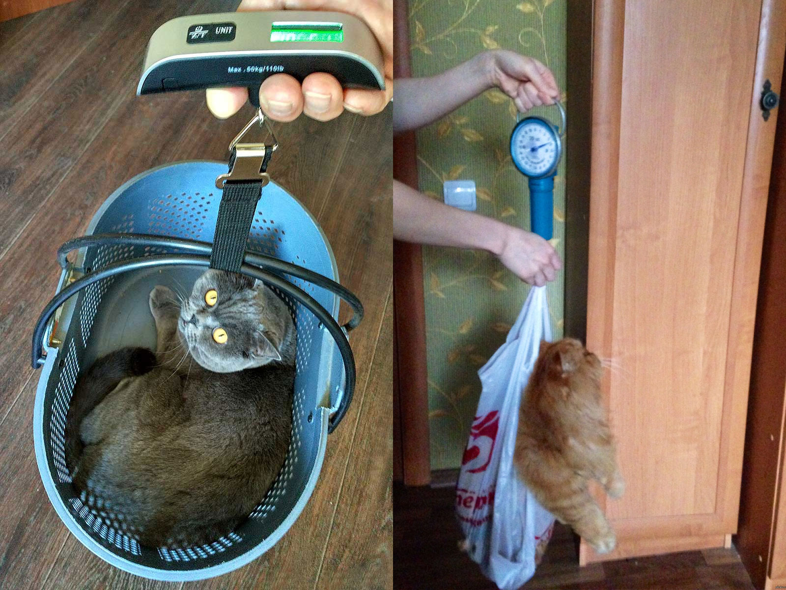 Cómo pesar a un gato con una báscula de gancho