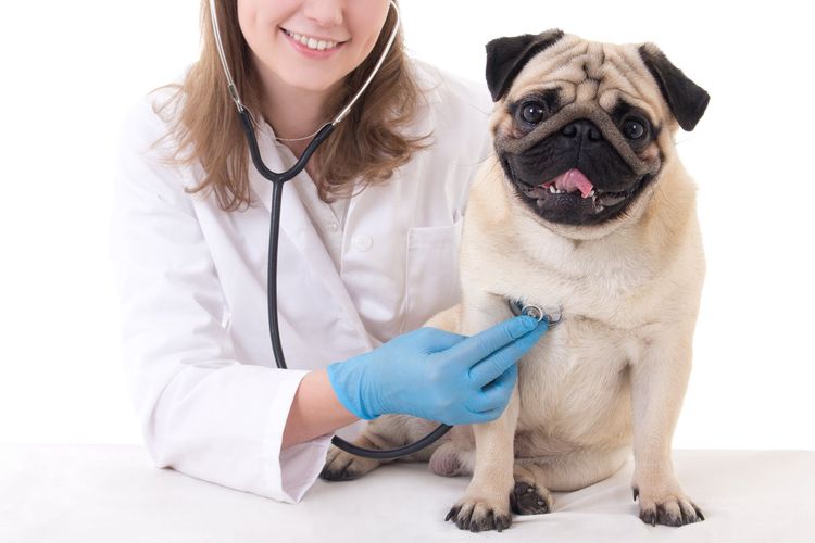 Perro en revisión en la clínica veterinaria