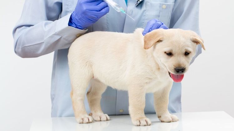 Cachorro de labrador en la clínica veterinaria