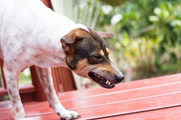 El perro tose.