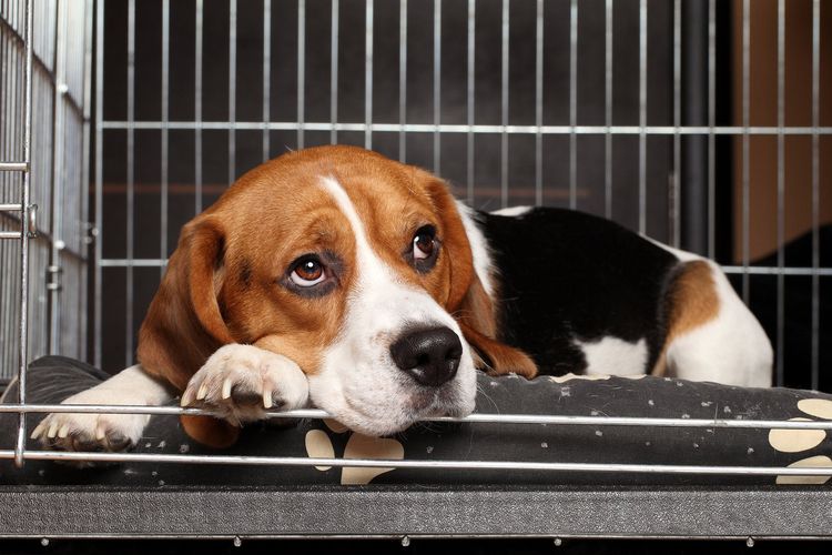 Beagle en jaula