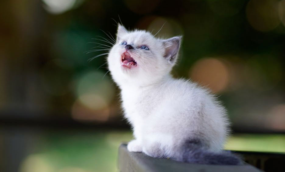 Cómo saber si un gatito tiene hambre