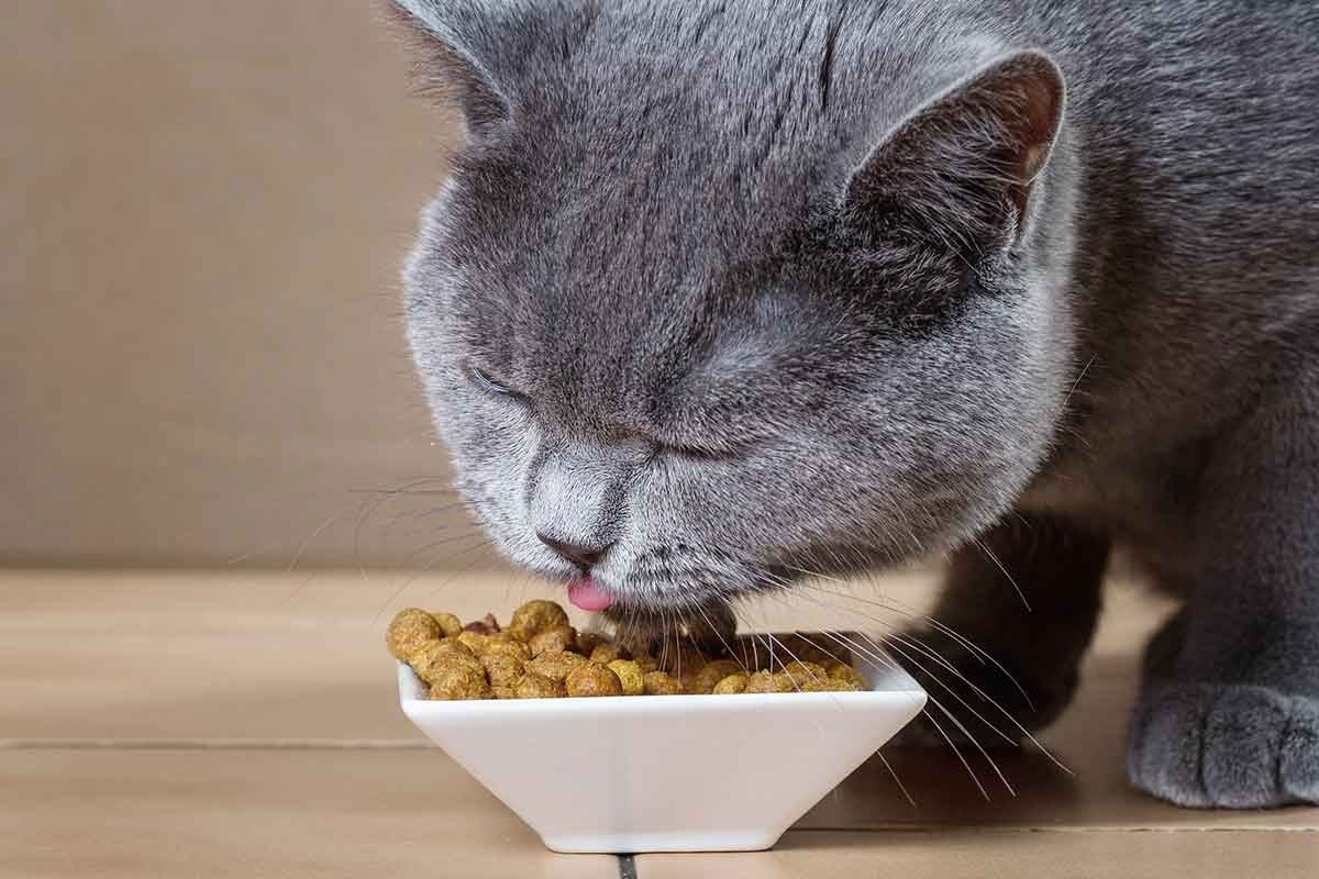 Aumento del apetito en gatos: ¿normal o trastorno?