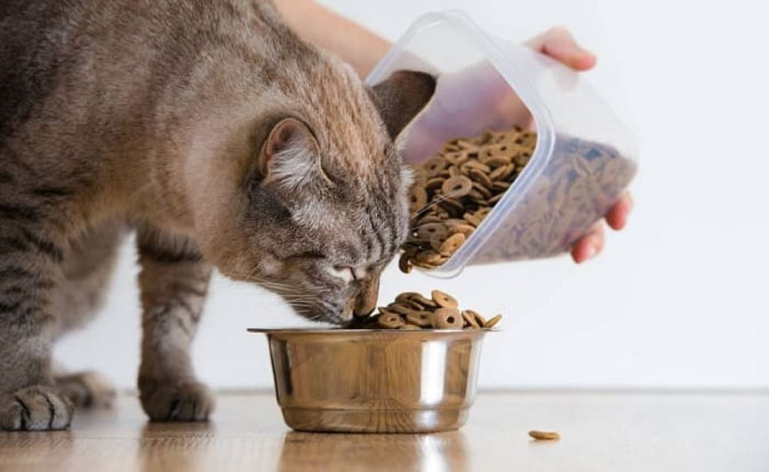 sobrealimentación en gatos: causas y consecuencias