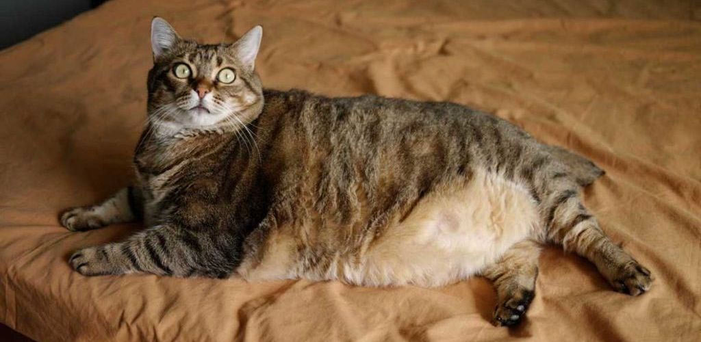 Sobrealimentación en gatos: ¿por qué es peligrosa la obesidad?
