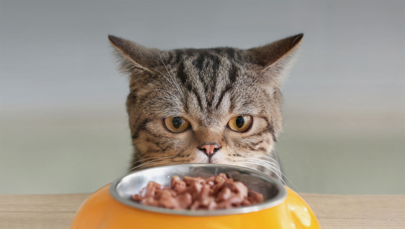 ¿A qué problemas puede indicar el hambre constante en los gatos?