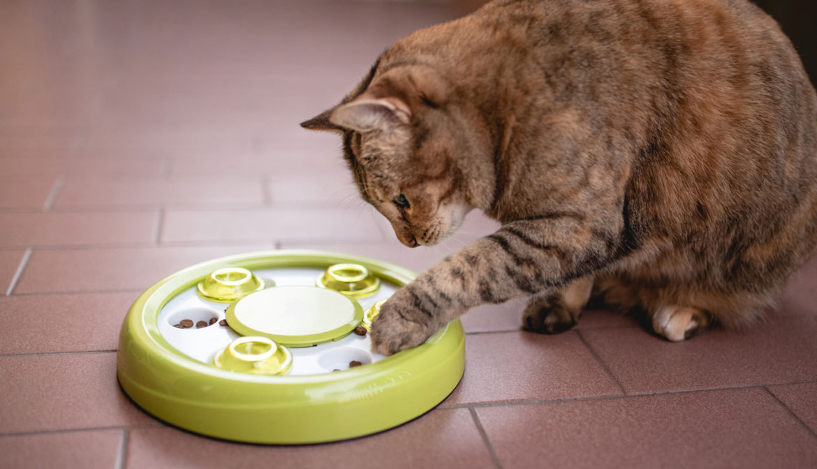 Cómo corregir la sobrealimentación del gato