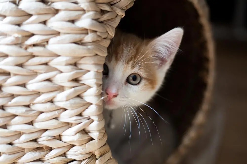 Gatito