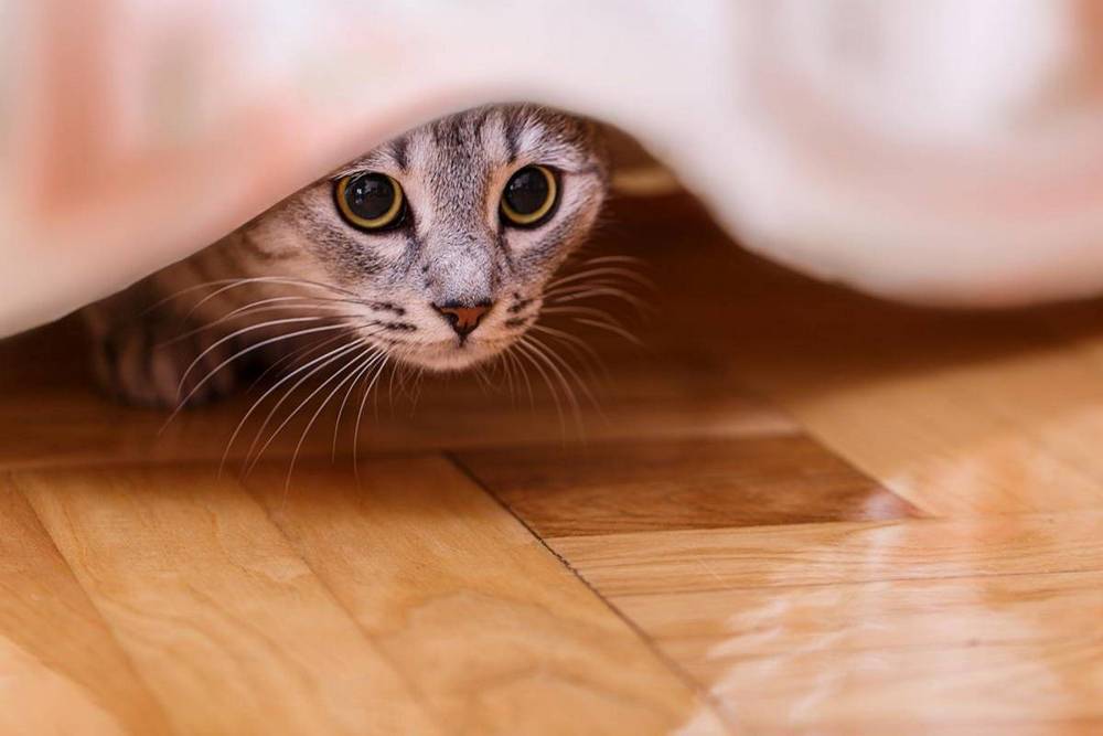 Gato en el suelo