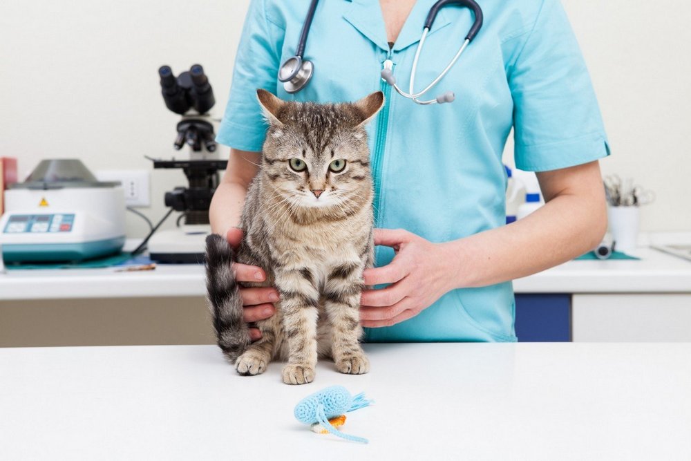 Gato cerca del veterinario