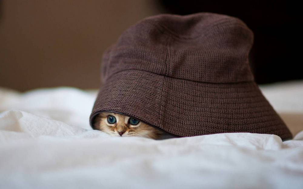 Gatito bajo el sombrero