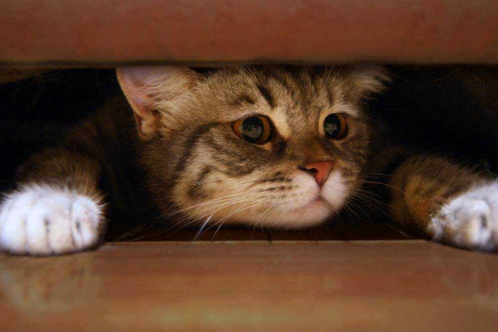 Gato en el suelo