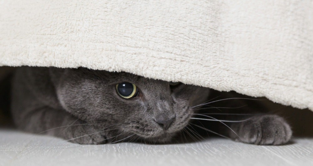 El gato debajo de la cama