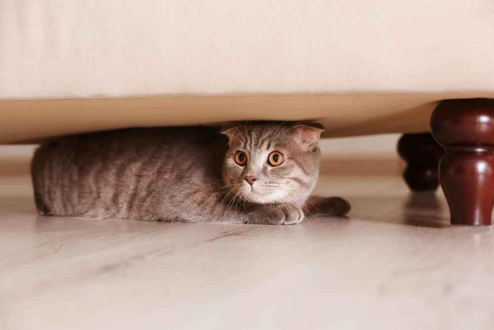 Gato debajo del sofá