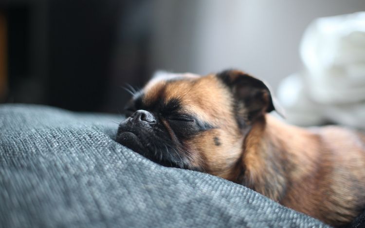 El perro duerme