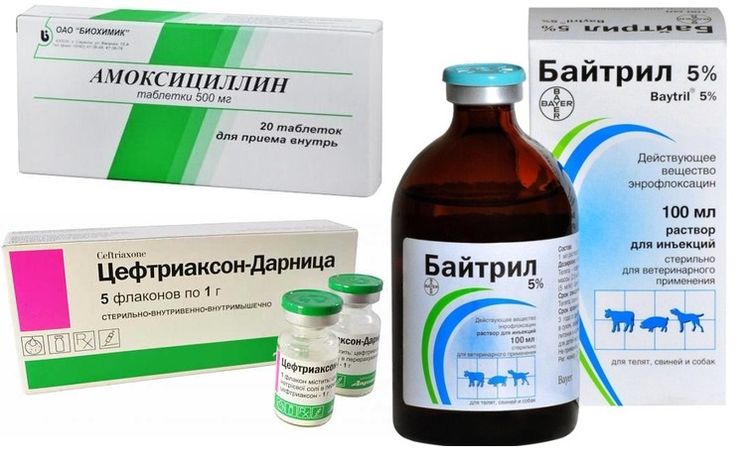 Medicamentos para el tratamiento de la cistitis en perros