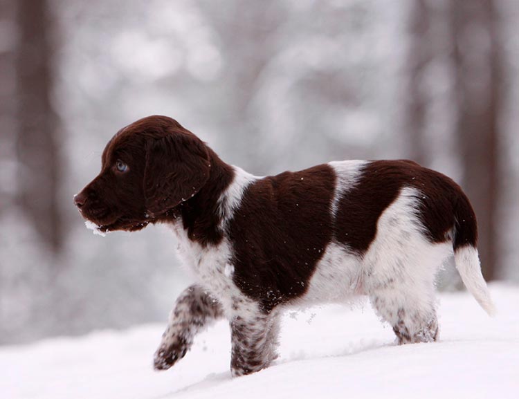 cachorro de Deutsch Langhaar