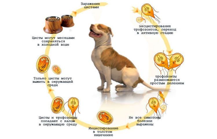 Giardias en perros