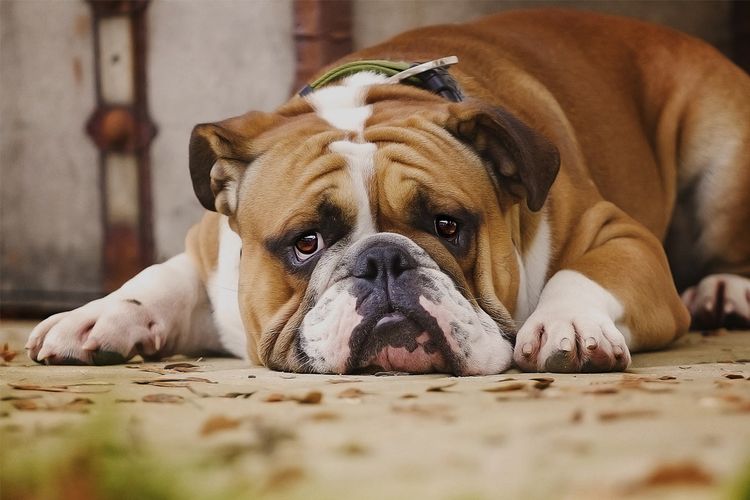Perro triste