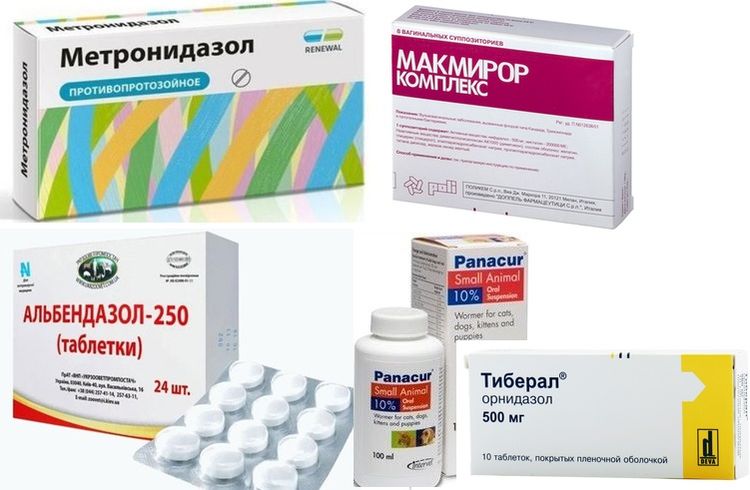 Medicamentos para el tratamiento de la giardia en perros