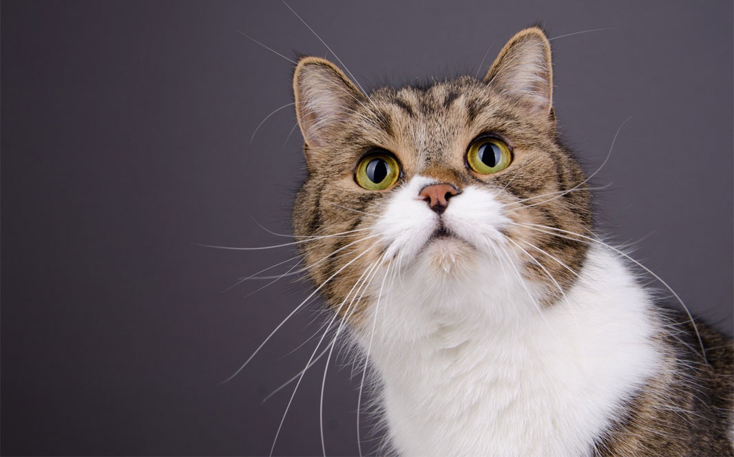 ¿Puede un gato ofenderse con su dueño?