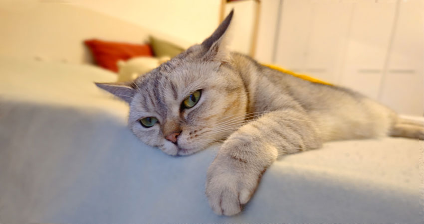 El gato echa de menos