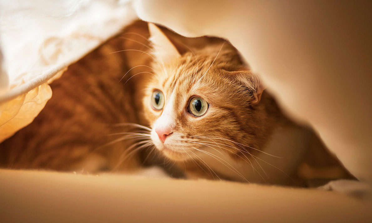 El gato está asustado