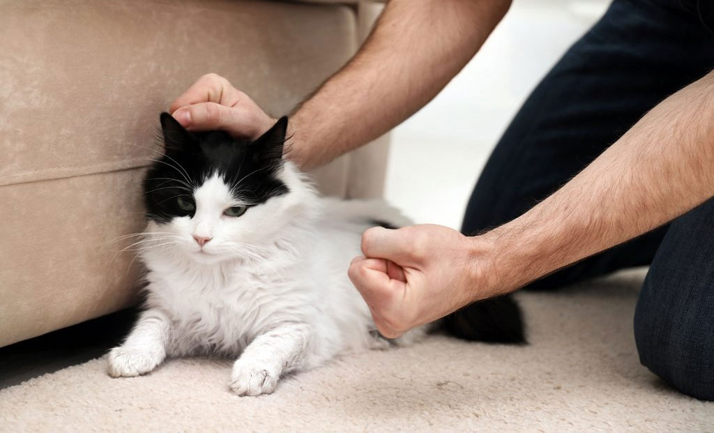 ¿Por qué se ofenden los gatos?