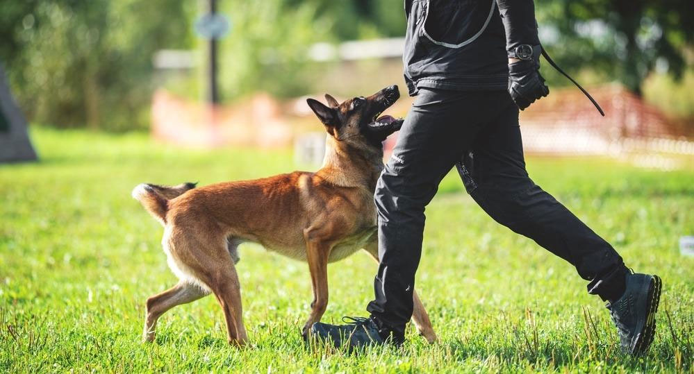 Mondioring: un deporte para perros