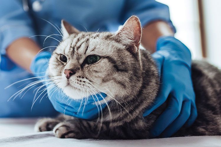 ¿Puede un gato contagiarse de coronavirus?