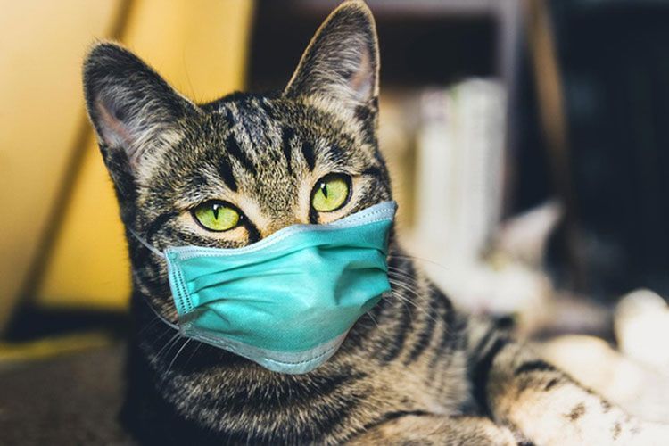Gato rayado con mascarilla