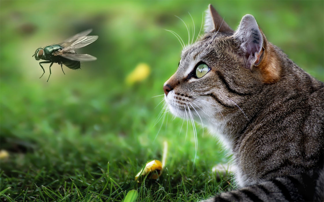 ¿Por qué los gatos cazan moscas?