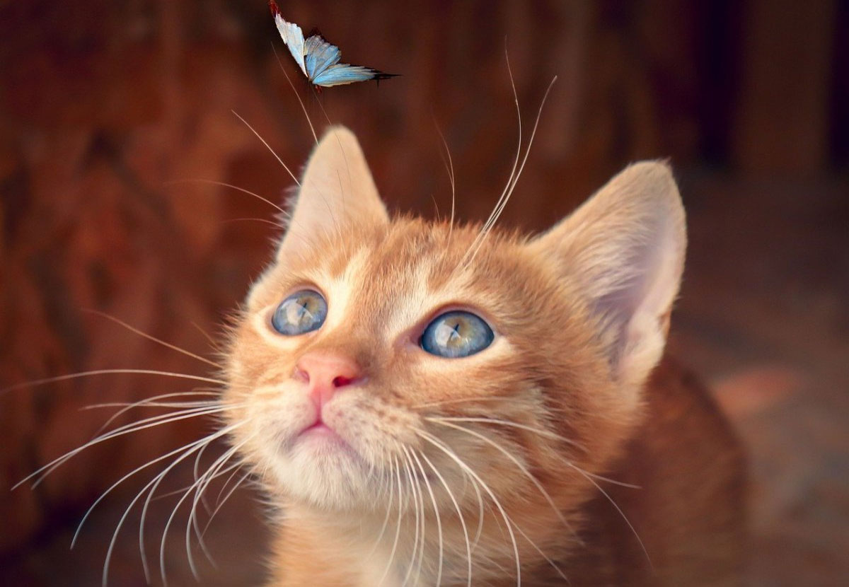 ¿Por qué los gatitos cazan insectos?